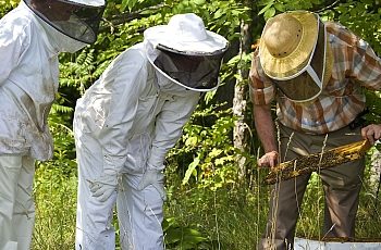 bienen_fuehrung_am_imkerstand