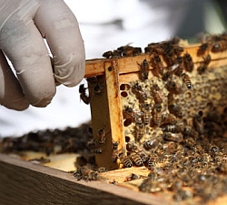 bienen_in_der_firma